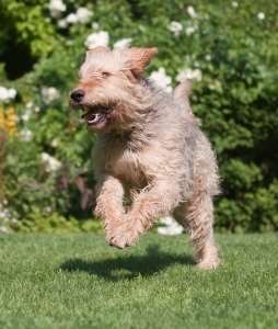 An Otterhound running over grass