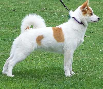 A Norrbottenspets or Nordic Spitz dog standing sideways to the camera, on a grassy field.