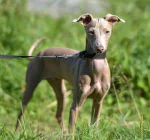 A Peruvian Inca Orchid dog standing in a grassy field.