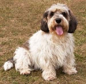 A Petit Basset Griffon Vendeen dog sitting down on brown grass, looking at the camera.