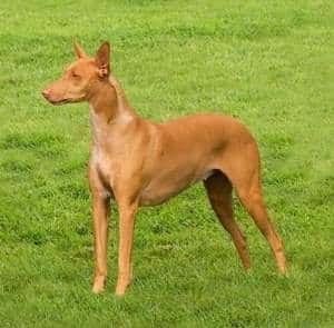 A Pharoah Hound standing on grass outdoors.