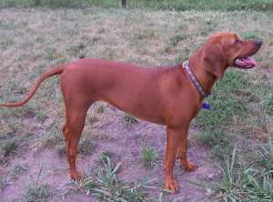 A Redbone Coonhound standing sideways to the camera, on scrub land.