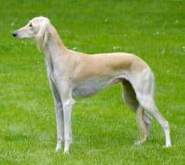 A Saluki dog standing sideways to the camera on grass, in a field.