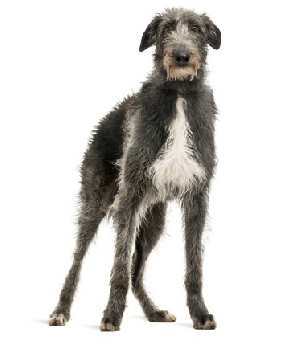 A Scottish Deerhound standing facing the camera, against a white background