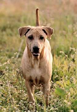 A Thai Ridgeback dog standing in a bushland setting, facing the camera.