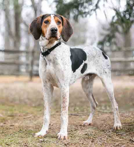 A Treeing Walker Coonhound standing on a patch of bare earth.