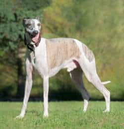 A Whippet dog standing on grass out in a field.