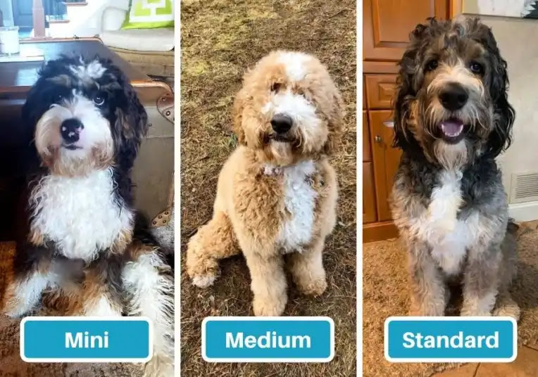 Bernedoodle-sizes