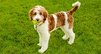 Hybrid dog breeds