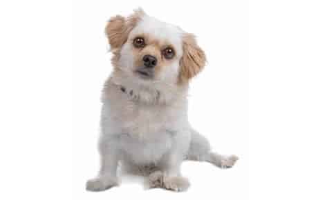 Hybrid dog breeds