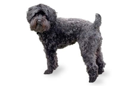 Hybrid dog breeds