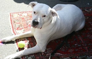 A white Dogo Argentino dog lying down on a sunny porch