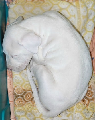 A small white dogo argentino puppy asleep on a cusion, viewed from above