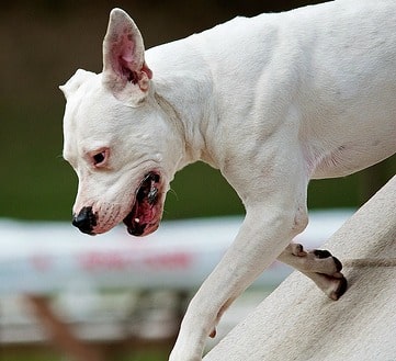 A white dogo argentino dog jumping a fence