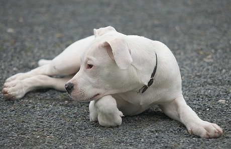 A white dogo argentino lying down on a grey gravel path