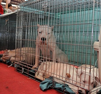 A dogo argentino in a dog crate