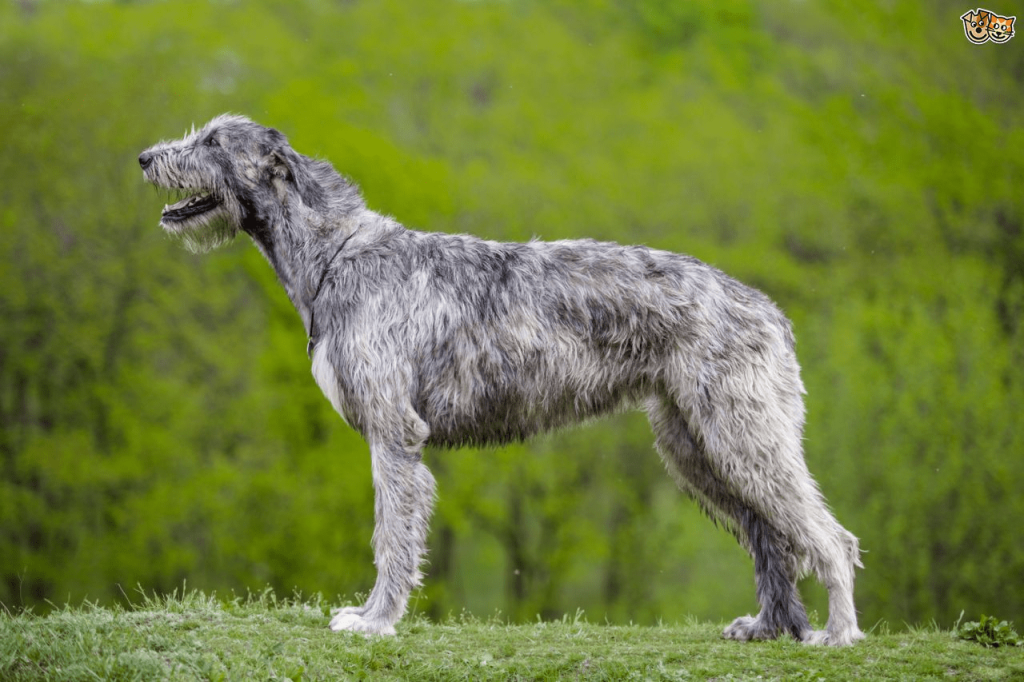 The massive Irish Wolfhound dog in profile, standing side ways to the camera, with green trees in the background