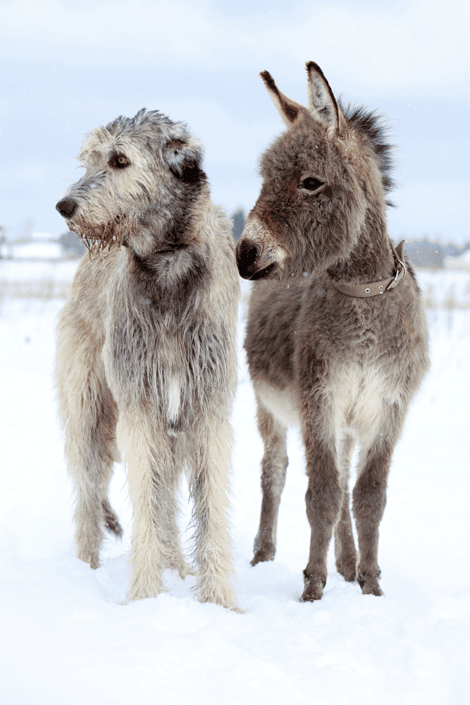 Irish Wolfhound next to a small donkey