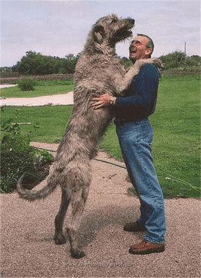 An Irish Wolfhound towers over his master