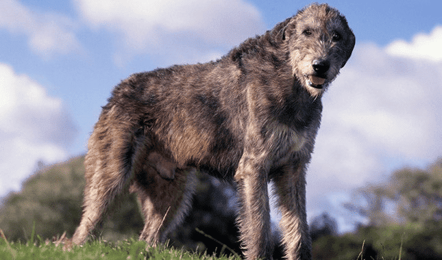 Irish Wolfhound on a windy day