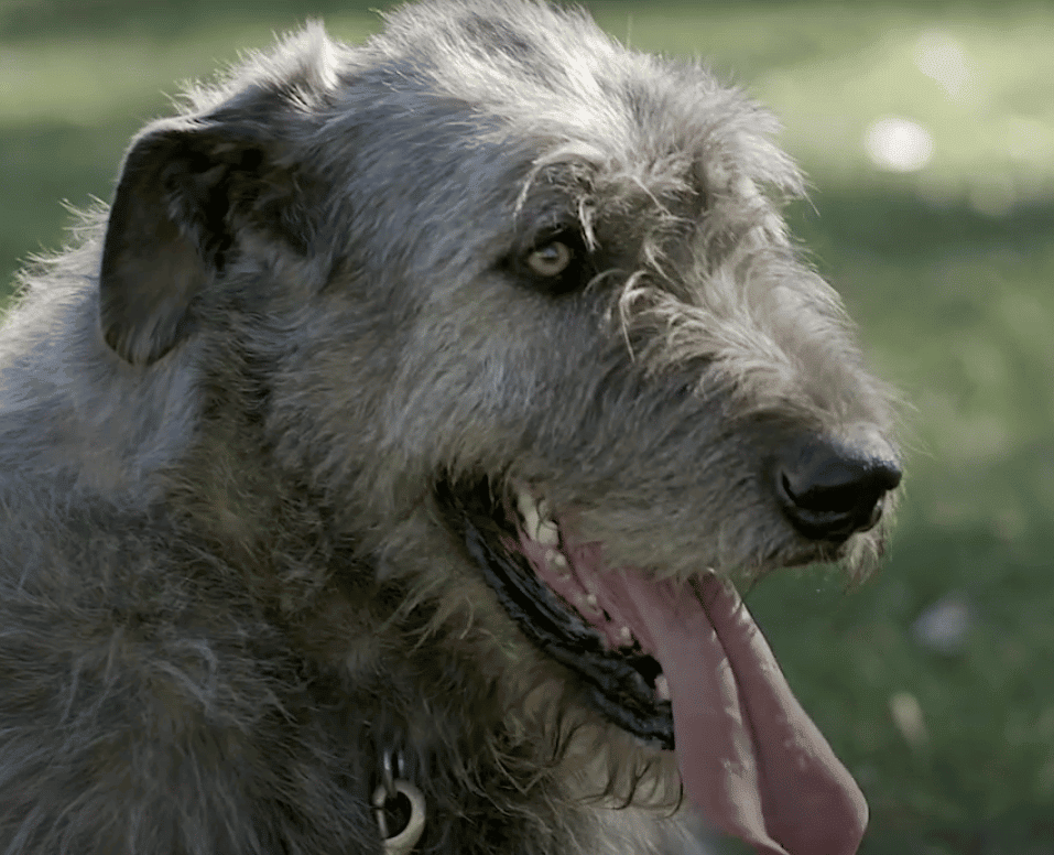 Close-up of an Irish Wolfhound head