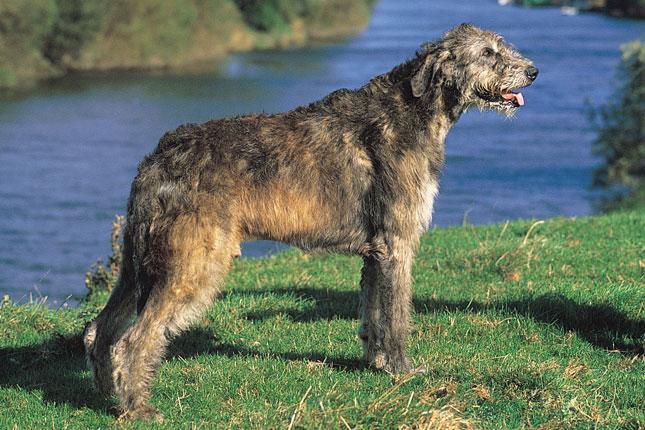 Irish Wolfhound dog