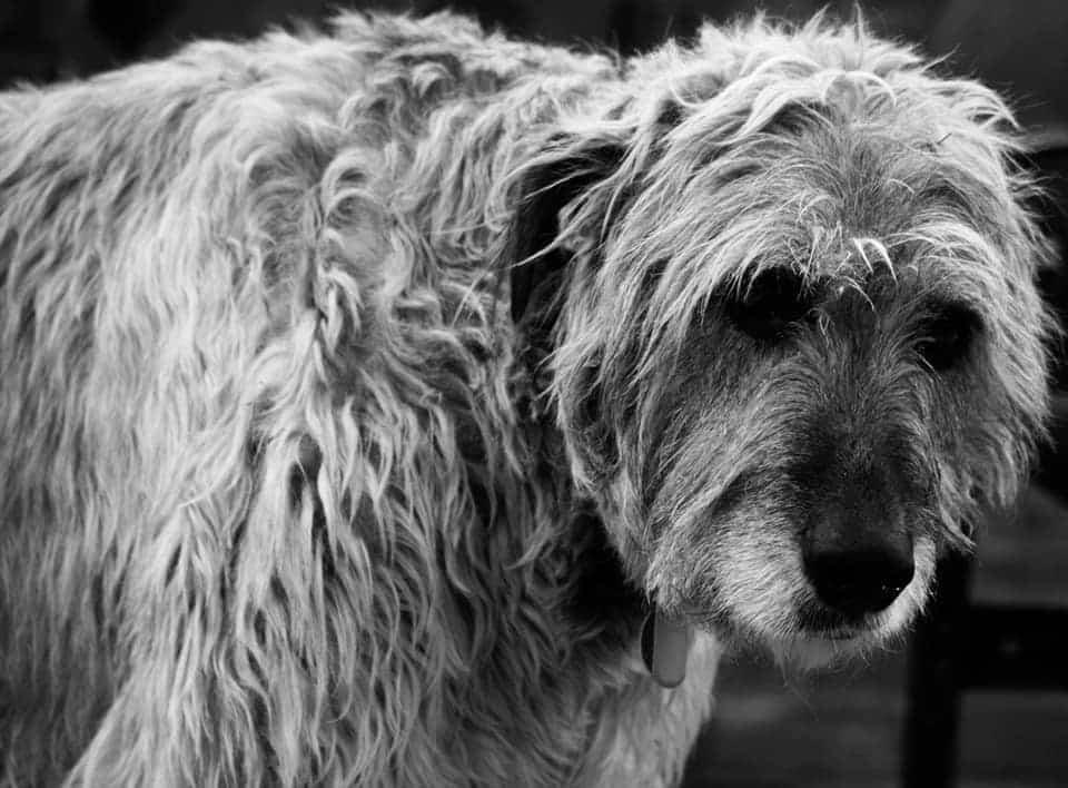 Irish wolfhound dog head