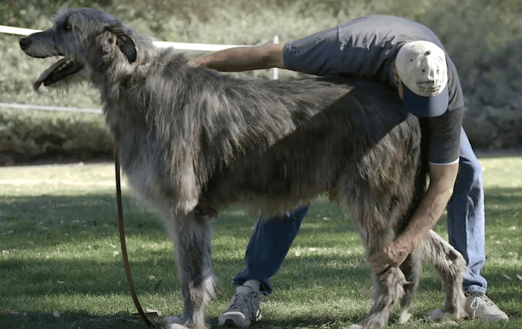 Irish Wolfhound dog