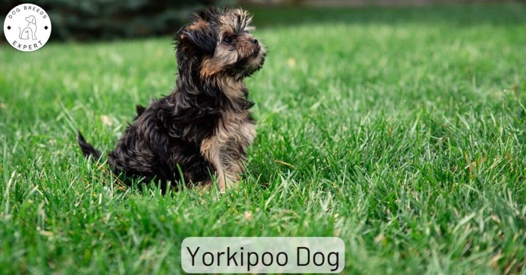 Is The Yorkipoo Dog Breed The Dog For You? Find Out Here!