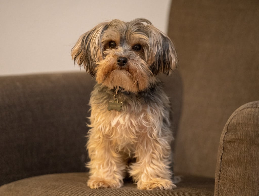 A Yorkipoo hybrid dog sitting on an armchair