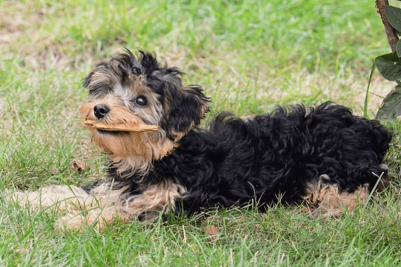 A Yorkipoo dog lying down on grass, holding a stick in its mouth