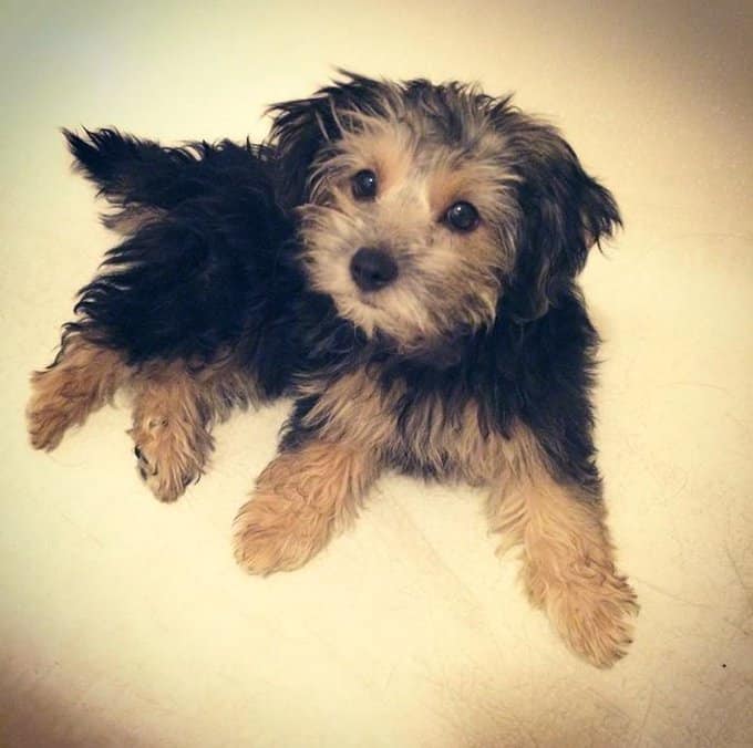 A Yorkipoo dog lying on a white sofa