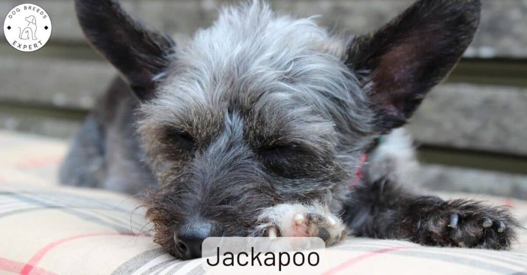 Jackapoo – A Hybrid Jack Russell And Poodle Cross.