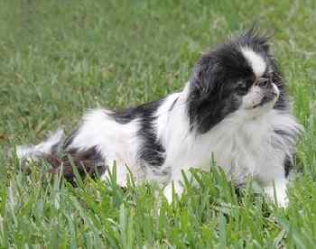 Japanese Chin