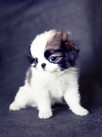 Japanese Chin Puppy