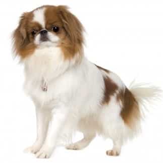 Japanese Chin