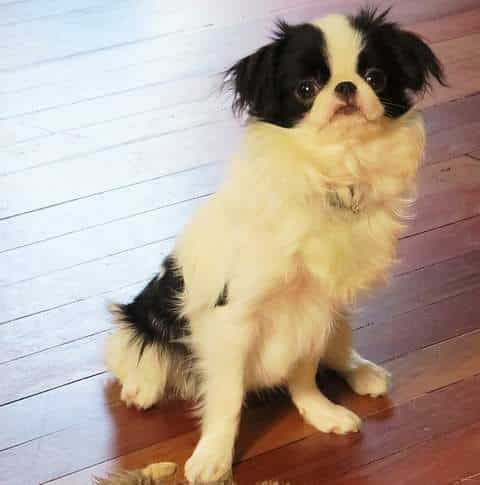 Japanese Chin