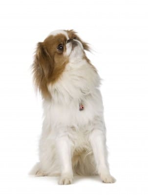 Japanese Chin