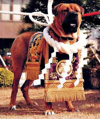 Japanese Tosa Dog