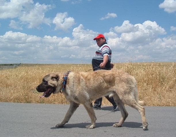 A Kangal Shepherd dog walking in the countryside with its owner