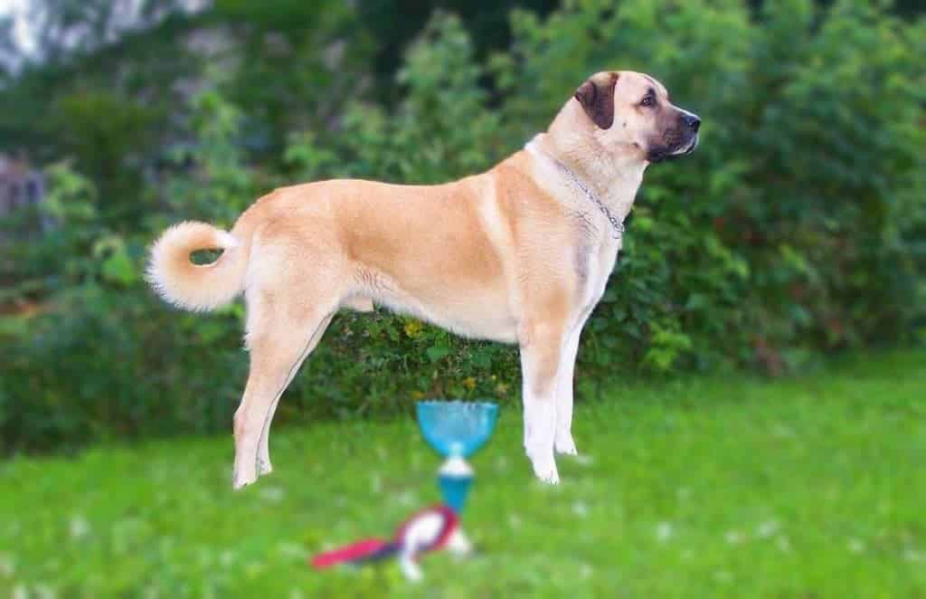 A Kangal Shepherd dog standing on grass