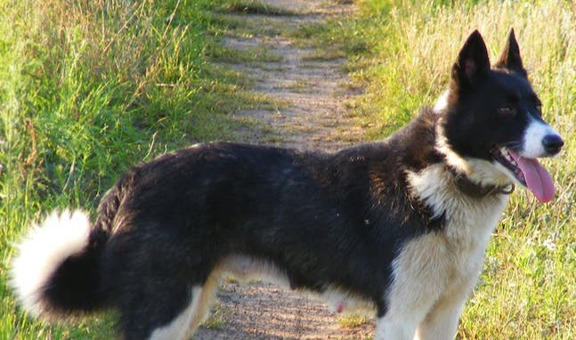 A Karelian Bear Dog standing in a field