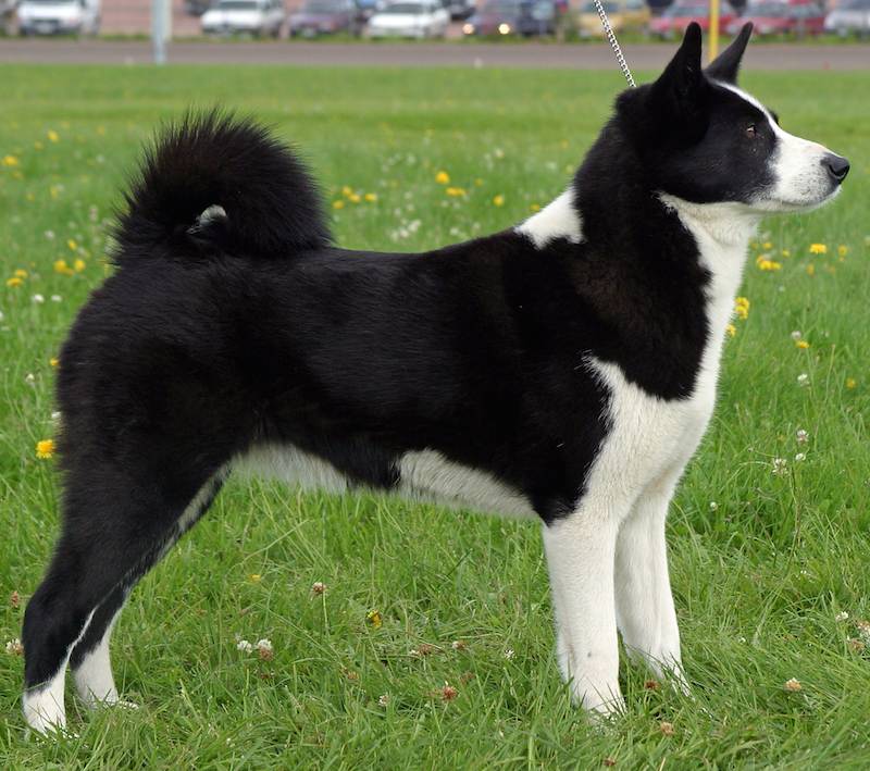 A Karelian Bear Dog standing on grass