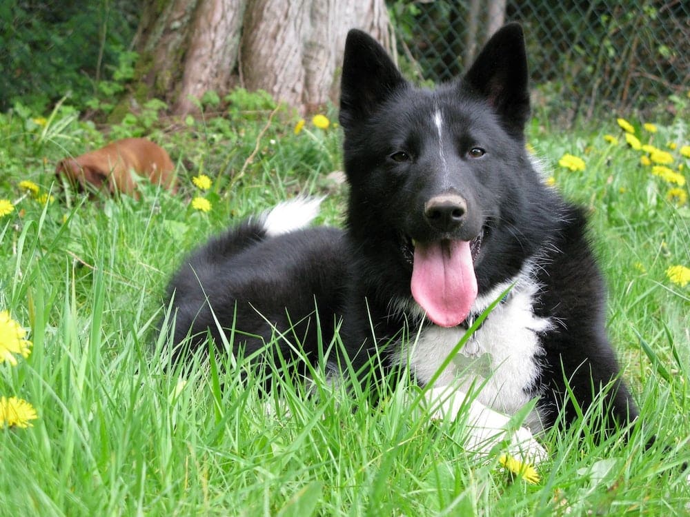 A Karelian Bear Dog lying down on grass in a woodland