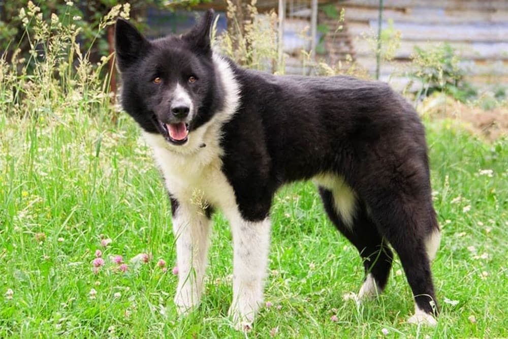 A Karelian Bear Dog standing outdoors on grass