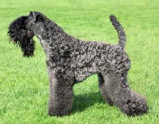 Kerry Blue Terriers