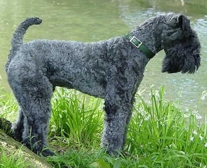 Kerry Blue Terriers