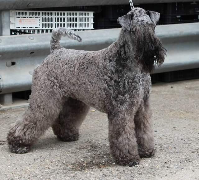 Kerry Blue Terriers 2