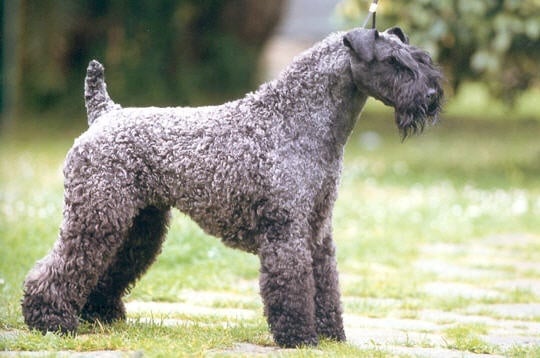 Kerry Blue Terrier