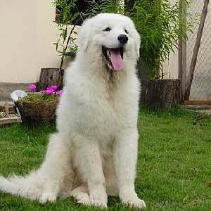 Kuvasz dog breed